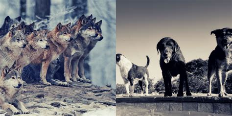 wolves vs